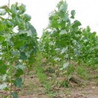 運城夏縣速生楊苗木