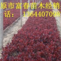 開原紫葉風箱果 遼寧紫葉風箱果價格 東北紫葉風箱果小苗哪里賣