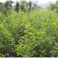 供應(yīng)樸樹小苗