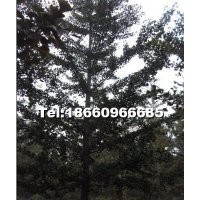 本基地常年供應(yīng)1-80公分銀杏實(shí)生苗5-80銀杏嫁接苗