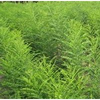 國槐苗大量廉價提供