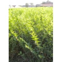 海棠、流蘇、等系列精品苗木