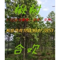 楸樹 合歡 欒樹