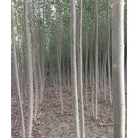 苗木出售新疆楊、胡楊、垂柳、饅頭柳、野生紅柳、沙棗苗、國槐、