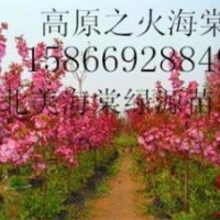 高原之火海棠，大葉北美海棠，舞美海棠