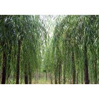 石家莊佳霖苗木基地供應(yīng)垂柳