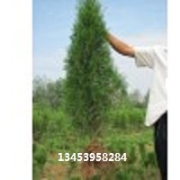 優(yōu)質(zhì)側(cè)柏供應 側(cè)柏價格 優(yōu)購首選