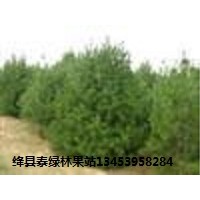 山西白皮松，更優(yōu)的價格，更多人的選擇