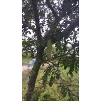 供應小皂莢樹苗