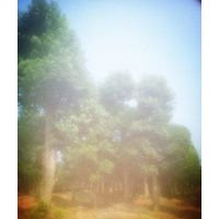 苗木基地，專供多桿香樟