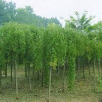 大量國槐、龍爪槐、金葉槐、金葉女貞球、速生法桐供應(yīng)中