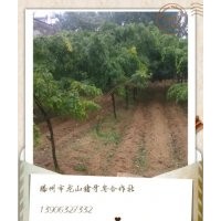 供應月牙皂角樹苗，豬牙皂角樹苗，山東豬牙皂基地