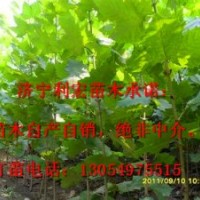 供應(yīng)山東濟寧20公分造型法桐最新技術(shù)培訓(xùn)