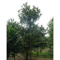 湖南廣玉蘭 5~20cm精品廣玉蘭