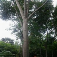 南京欒樹(shù)基地，欒樹(shù)價(jià)格，南京欒樹(shù)，江蘇欒樹(shù)