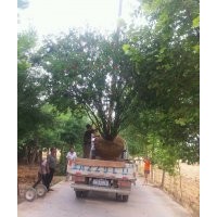 石家莊佳霖苗木基地供應(yīng)石榴樹