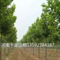 河南法桐基地，二年生法桐，三年生法桐，四年生法桐，各種規(guī)格法