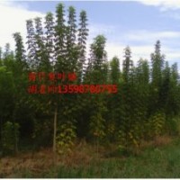 青竹復(fù)葉槭成品樹