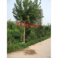 高大的青竹復(fù)葉槭