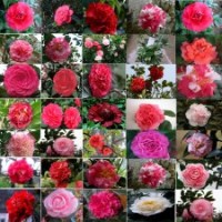 大量供應(yīng)茶花扦插小苗