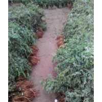 大量供應(yīng)紫穗槐