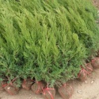 供應(yīng)1米高度蜀檜現(xiàn)在1米高度蜀檜價(jià)格1.5米蜀檜價(jià)格