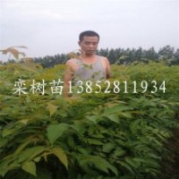 1米高欒樹(shù)苗江蘇平茬欒樹(shù)苗2公分工程苗