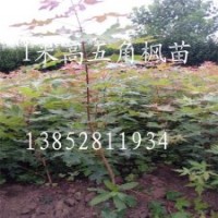 五角楓2年生苗1.5米高五角楓耐寒樹(shù)苗防火行道樹(shù)