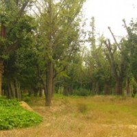 供應(yīng)銀杏嫁接樹