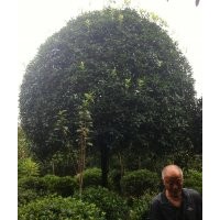 長(zhǎng)期供應(yīng)羅漢球、羅漢松條子、桂花、銀杏