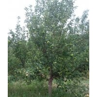 15公分京紅海棠樹