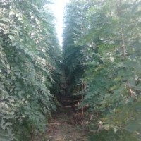大量出售欒樹、國槐、白蠟