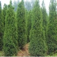 供應(yīng)龍柏價格1米龍柏價格2米龍柏價格