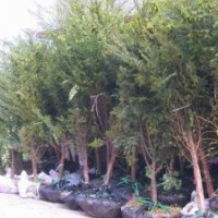 紅豆杉樹市場價格_直徑10公分