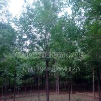 白蠟價格_白蠟_哪家白蠟好