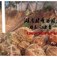 18公分香樟多少錢,15公分,18公分,20公分香樟