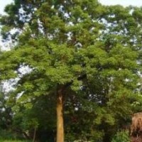 現(xiàn)在重陽(yáng)木價(jià)格10公分重陽(yáng)木價(jià)格12公分重陽(yáng)木價(jià)格