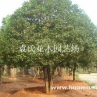 供應(yīng)精品桂花，歡迎采購