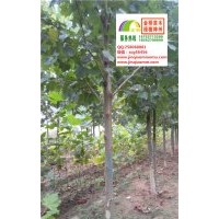 9、10、11、12公分速生法桐特價供應