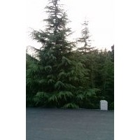 常年供應(yīng)雪松，蜀檜，冬青，廣玉蘭，紫薇，柳樹等