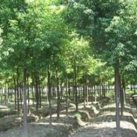 重陽木供應(yīng)南京移植精品精品重陽木產(chǎn)地直銷