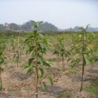 自貢瀘州出售黃葛樹、欒樹苗