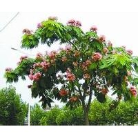 榕花樹 又名合歡樹，夜合花