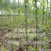 竹柳3號，高峰竹柳，美國竹柳，快繁種苗