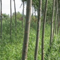 竹柳3號，高峰竹柳苗，美國竹柳苗，快繁苗