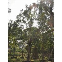 供應(yīng)：仁面