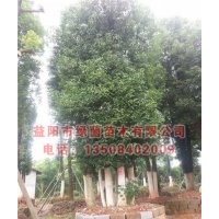 益陽香樟、益陽多桿香樟