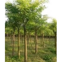 安徽合肥（肥西）樸樹