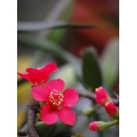 西府海棠成品苗，西府海棠芽苗，西府海棠根接苗及公分苗