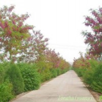 千頭椿價格,香花槐價格,紅瑞木價格,沙地柏價格,鋪地柏價格表
